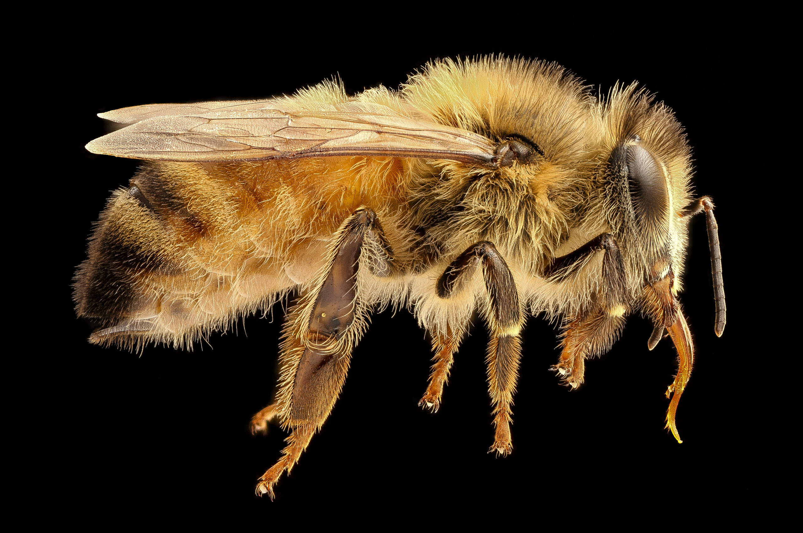 Fuzzy Bee